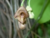 Aristolochia macrophylla (01)